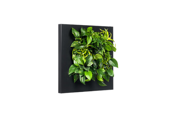 Plantenschilderij 72x72 cm - Afbeelding 2