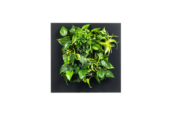 Plantenschilderij 72x72 cm